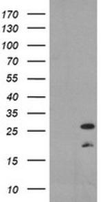 PYCARD Antibody in Western Blot (WB)