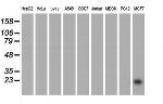 PYCARD Antibody in Western Blot (WB)