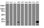 PYCARD Antibody in Western Blot (WB)