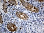 PYCR1 Antibody in Immunohistochemistry (Paraffin) (IHC (P))