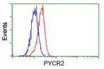 PYCR2 Antibody in Flow Cytometry (Flow)