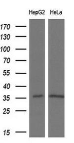 PYCR2 Antibody in Western Blot (WB)