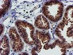 PYCRL Antibody in Immunohistochemistry (Paraffin) (IHC (P))