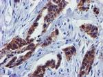 PYCRL Antibody in Immunohistochemistry (Paraffin) (IHC (P))