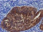 PYCRL Antibody in Immunohistochemistry (Paraffin) (IHC (P))