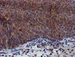 PYCRL Antibody in Immunohistochemistry (Paraffin) (IHC (P))