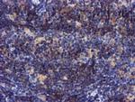 PYCRL Antibody in Immunohistochemistry (Paraffin) (IHC (P))