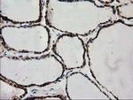 PYCRL Antibody in Immunohistochemistry (Paraffin) (IHC (P))