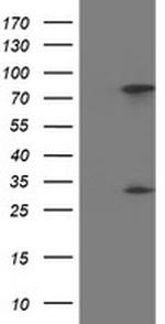 PYCRL Antibody in Western Blot (WB)