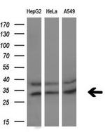 PYCRL Antibody in Western Blot (WB)