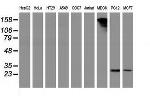 PYCRL Antibody in Western Blot (WB)