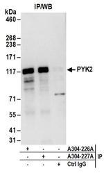 PYK2 Antibody in Western Blot (WB)