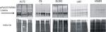 Phospho-PYK2 (Tyr579, Tyr580) Antibody in Western Blot (WB)