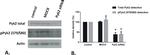 Phospho-PYK2 (Tyr579, Tyr580) Antibody in Western Blot (WB)