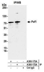 Paf1 Antibody in Western Blot (WB)