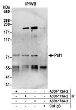 Paf1 Antibody in Immunoprecipitation (IP)