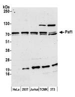 Paf1 Antibody in Western Blot (WB)