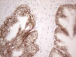 Pan-CDH Antibody in Immunohistochemistry (Paraffin) (IHC (P))