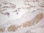 Pan-CDH Antibody in Immunohistochemistry (Paraffin) (IHC (P))