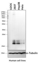 Pan Ras Antibody in Western Blot (WB)