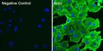 Actin Antibody in Immunocytochemistry (ICC/IF)