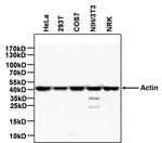 Actin Antibody in Western Blot (WB)