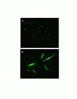 Pannexin 3 Antibody in Immunocytochemistry (ICC/IF)