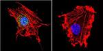 Parvalbumin Antibody in Immunocytochemistry (ICC/IF)