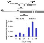 PAX3 Antibody in ChIP Assay (ChIP)