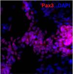 PAX3 Antibody in Immunocytochemistry (ICC/IF)