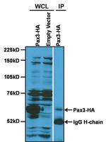 PAX3 Antibody in Immunoprecipitation (IP)