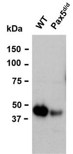 PAX5 Antibody in Western Blot (WB)