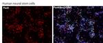 PAX6 Antibody in Immunocytochemistry (ICC/IF)