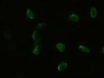 Pdx1 Antibody in Immunocytochemistry (ICC/IF)