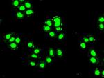 Pdx1 Antibody in Immunocytochemistry (ICC/IF)