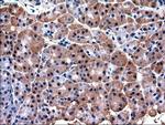 Pdx1 Antibody in Immunohistochemistry (Paraffin) (IHC (P))