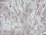 Pdx1 Antibody in Immunohistochemistry (Paraffin) (IHC (P))