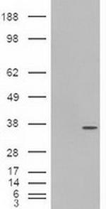 Pdx1 Antibody in Western Blot (WB)