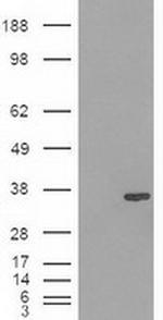 Pdx1 Antibody in Western Blot (WB)