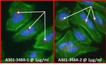 Pericentrin/Kendrin Antibody in Immunocytochemistry (ICC/IF)