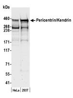 Pericentrin/Kendrin Antibody in Western Blot (WB)