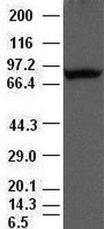 Periostin Antibody in Western Blot (WB)