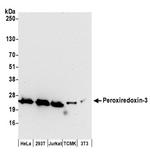 Peroxiredoxin-3 Antibody in Western Blot (WB)