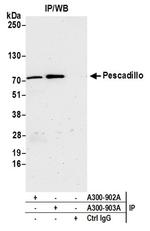 Pescadillo Antibody in Western Blot (WB)