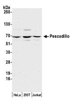 Pescadillo Antibody in Western Blot (WB)