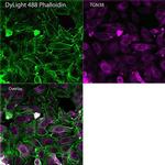 Phalloidin Control in Immunocytochemistry (ICC/IF)