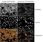 Phalloidin Control in Immunocytochemistry (ICC/IF)