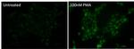 Phospho-p38 MAPK (Thr180, Tyr182) Antibody in Immunocytochemistry (ICC/IF)