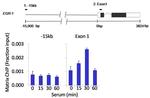 Phospho-AKT1 (Ser473) Antibody in ChIP Assay (ChIP)