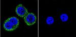 Phospho-CaMKII alpha (Thr286) Antibody in Immunocytochemistry (ICC/IF)